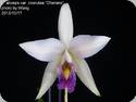 Laelia anceps var. coerulea